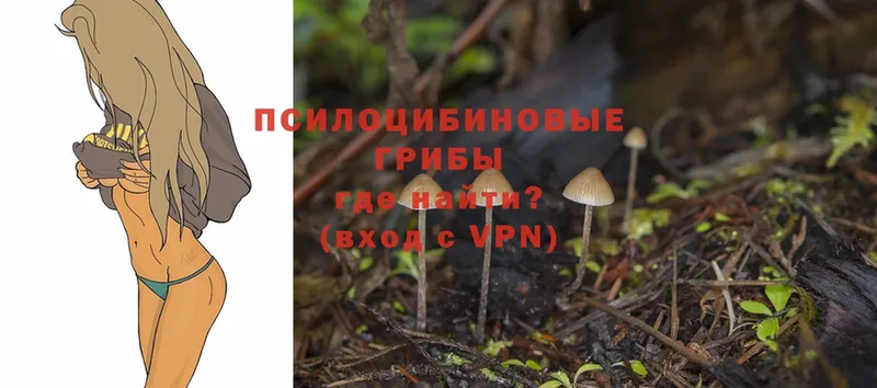 mega маркетплейс  Пудож  Псилоцибиновые грибы Psilocybe  где купить наркотик 